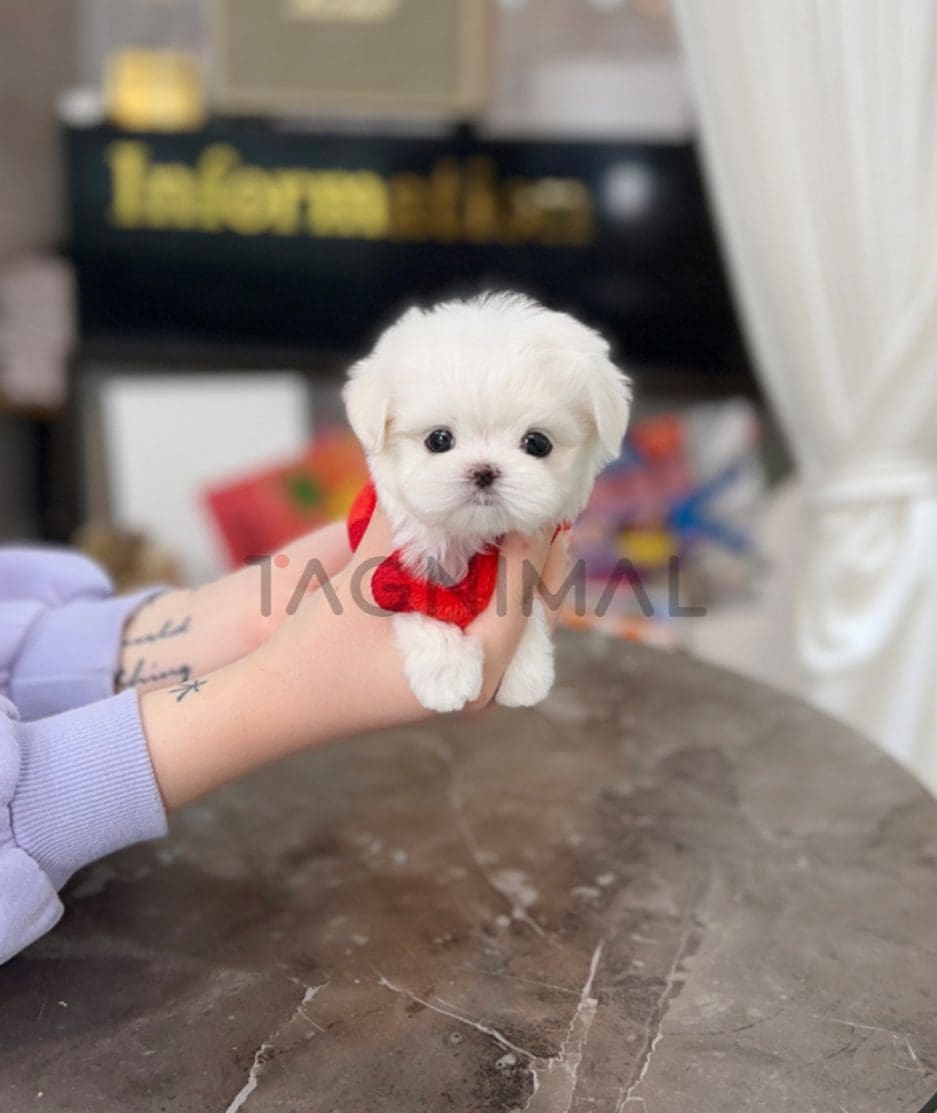 Maltese puppy for sale, dog for sale at Tagnimal