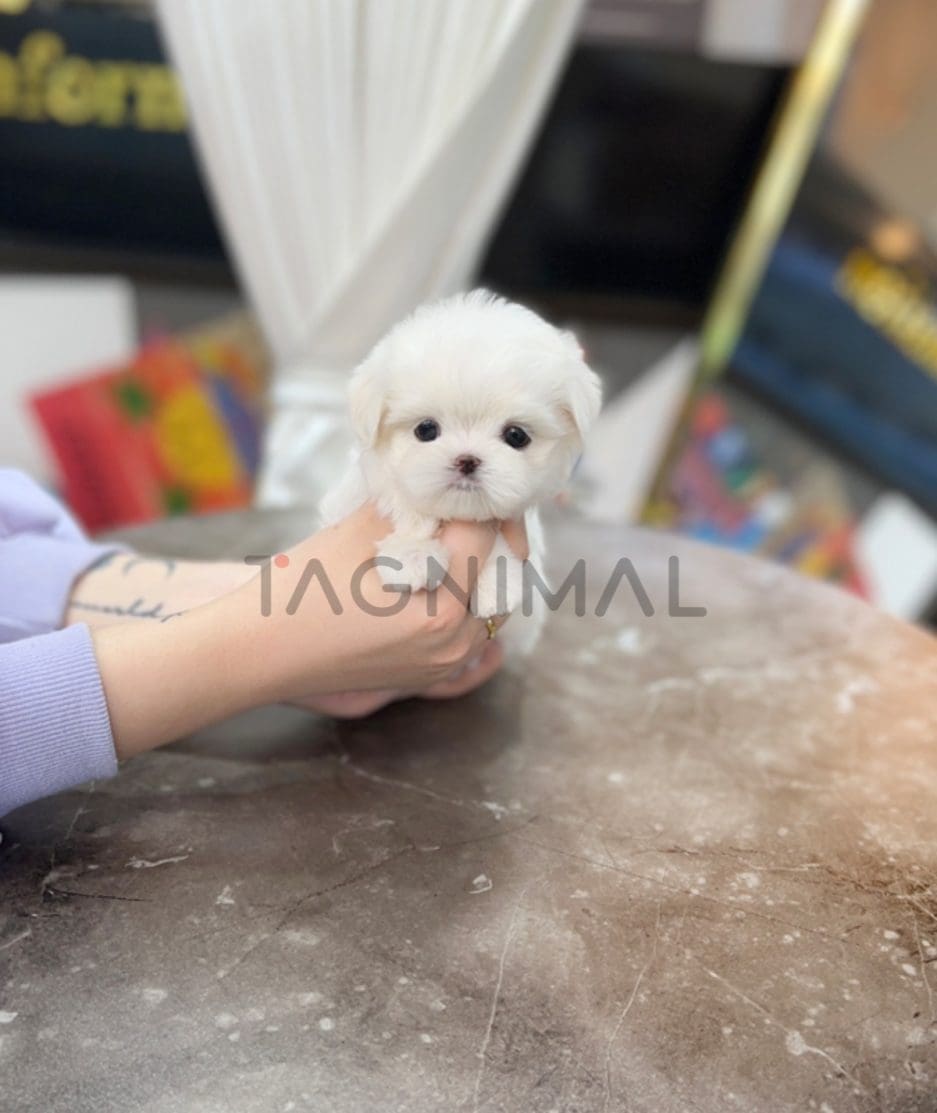 Maltese puppy for sale, dog for sale at Tagnimal