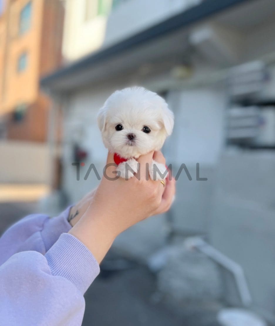 Maltese puppy for sale, dog for sale at Tagnimal