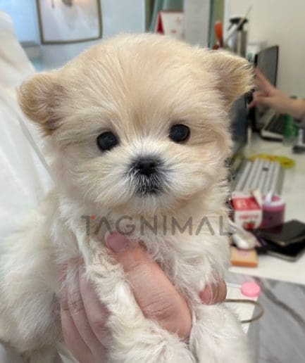 Maltipoo puppy for sale, dog for sale at Tagnimal