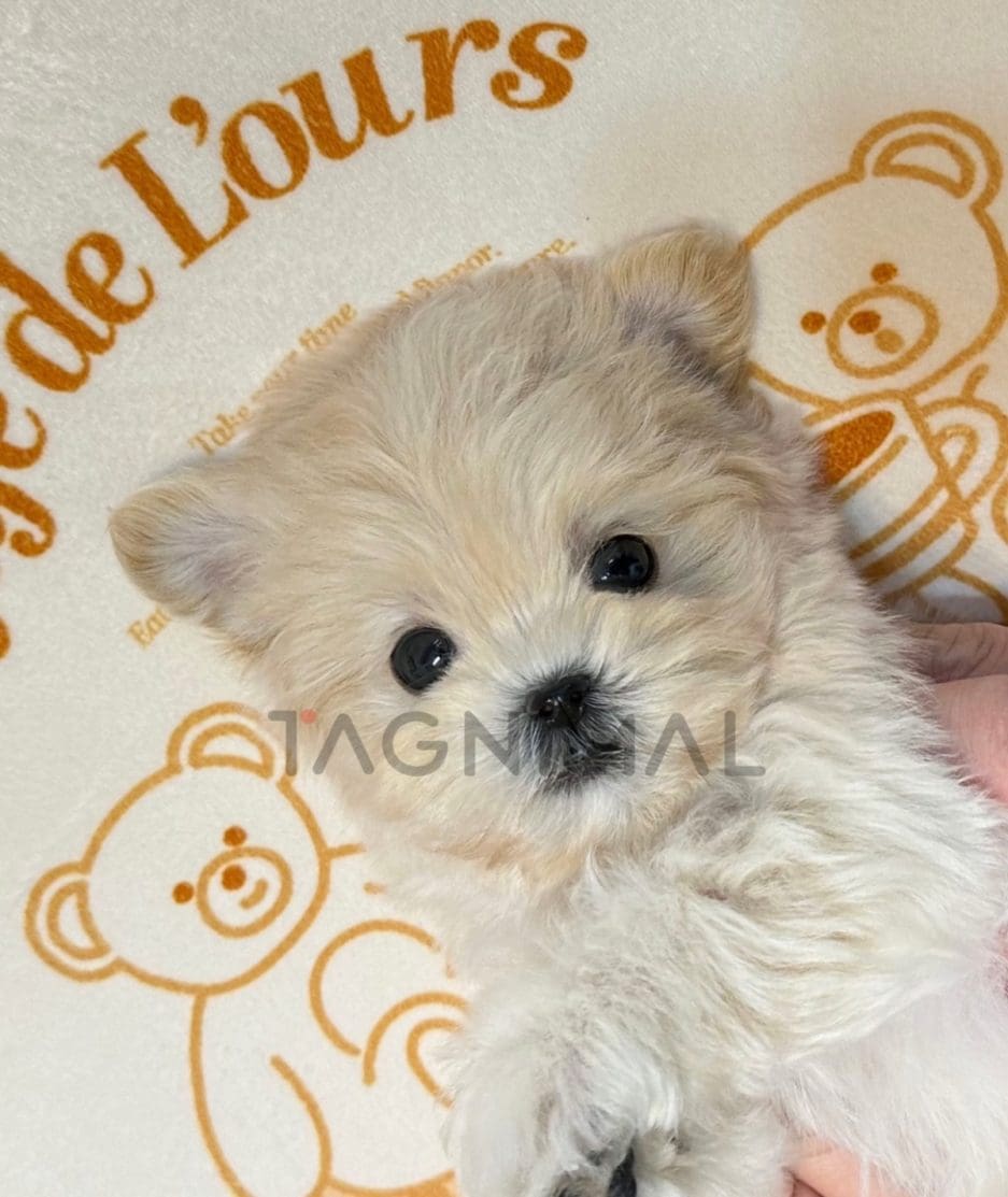 Maltipoo puppy for sale, dog for sale at Tagnimal