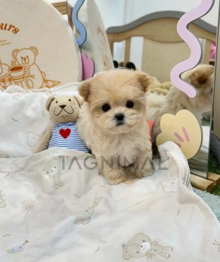 Maltipoo puppy for sale, dog for sale at Tagnimal