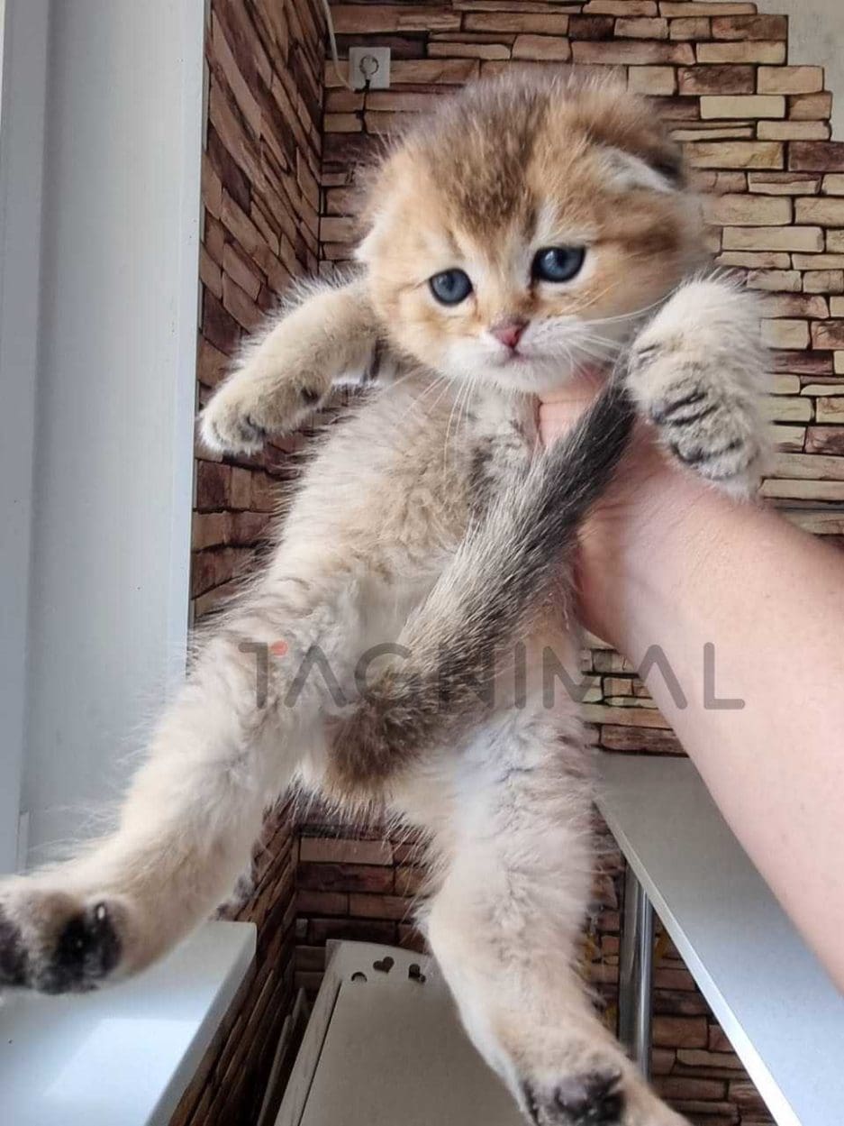 Scottish fold kitten for sale, cat for sale at Tagnimal