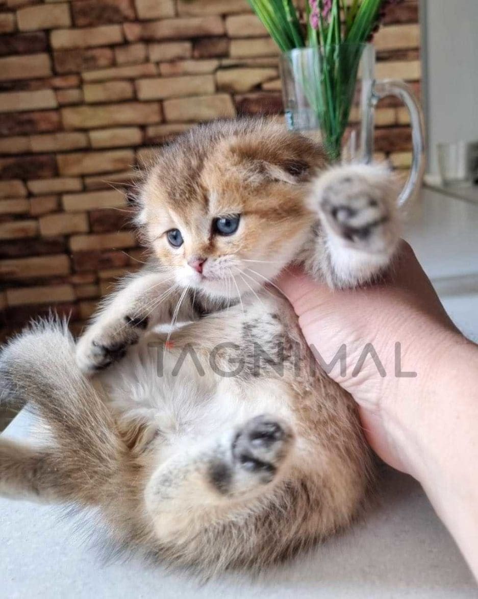 Scottish fold kitten for sale, cat for sale at Tagnimal