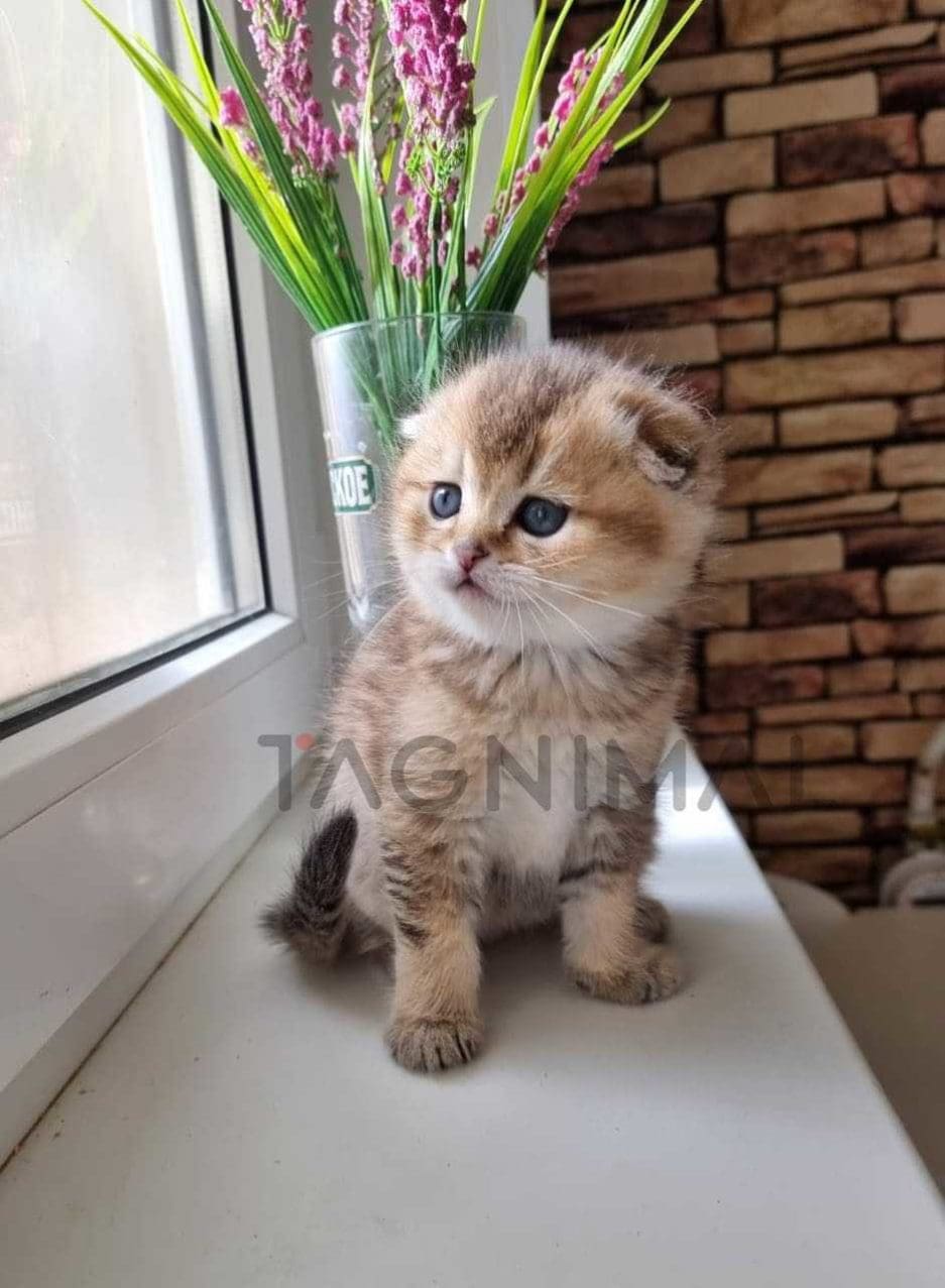 Scottish fold kitten for sale, cat for sale at Tagnimal