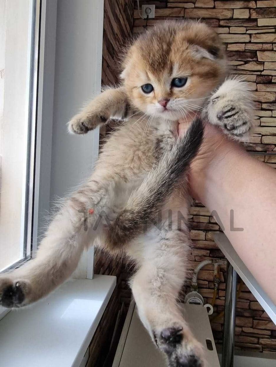 Scottish fold kitten for sale, cat for sale at Tagnimal