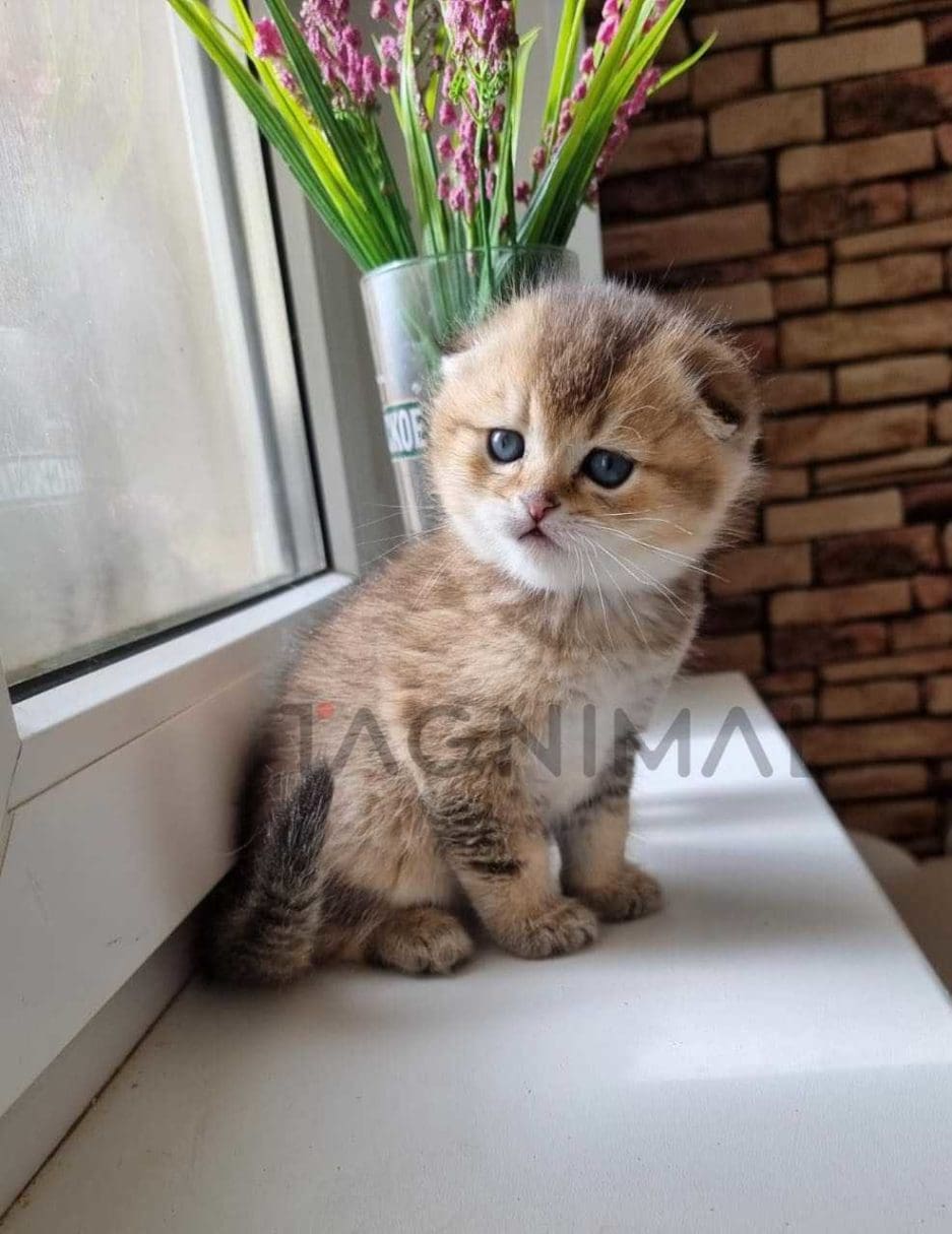 Scottish fold kitten for sale, cat for sale at Tagnimal