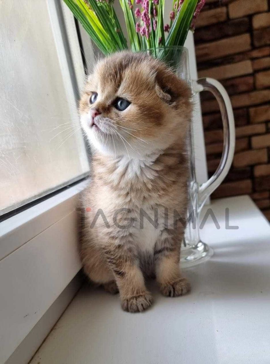 Scottish fold kitten for sale, cat for sale at Tagnimal