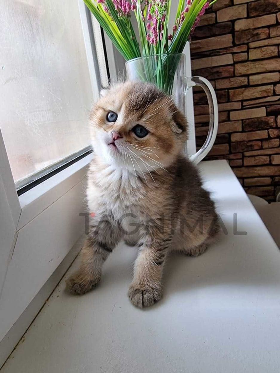 Scottish fold kitten for sale, cat for sale at Tagnimal