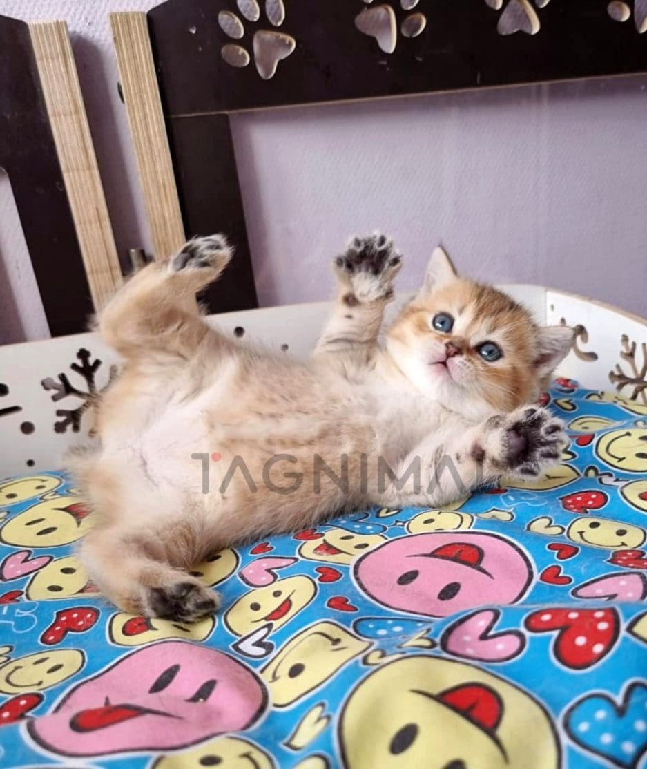 Scottish Kilt Straight kitten for sale, cat for sale at Tagnimal