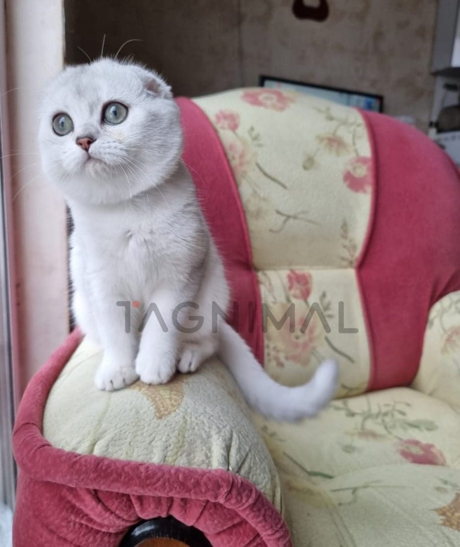 Scottish fold baby kitten for sale, cat for sale at Tagnimal