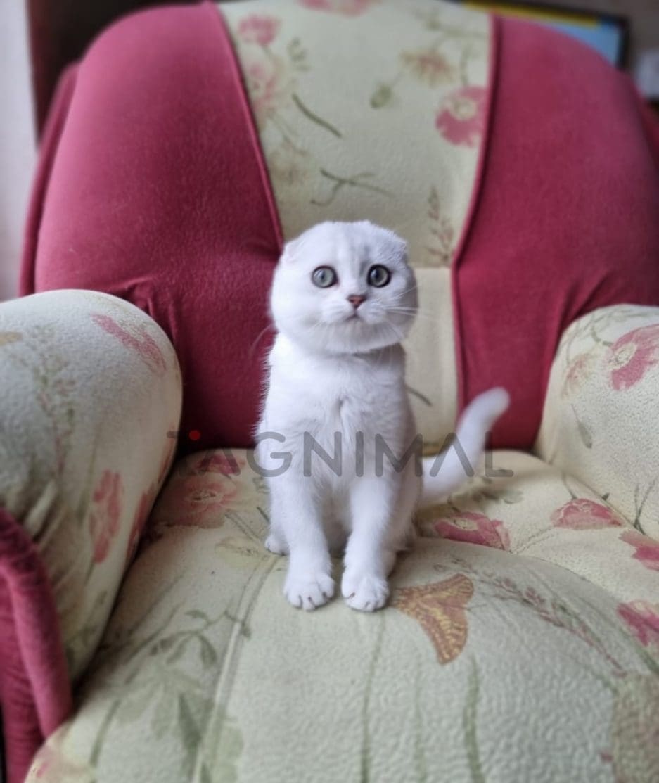 Scottish fold baby kitten for sale, cat for sale at Tagnimal