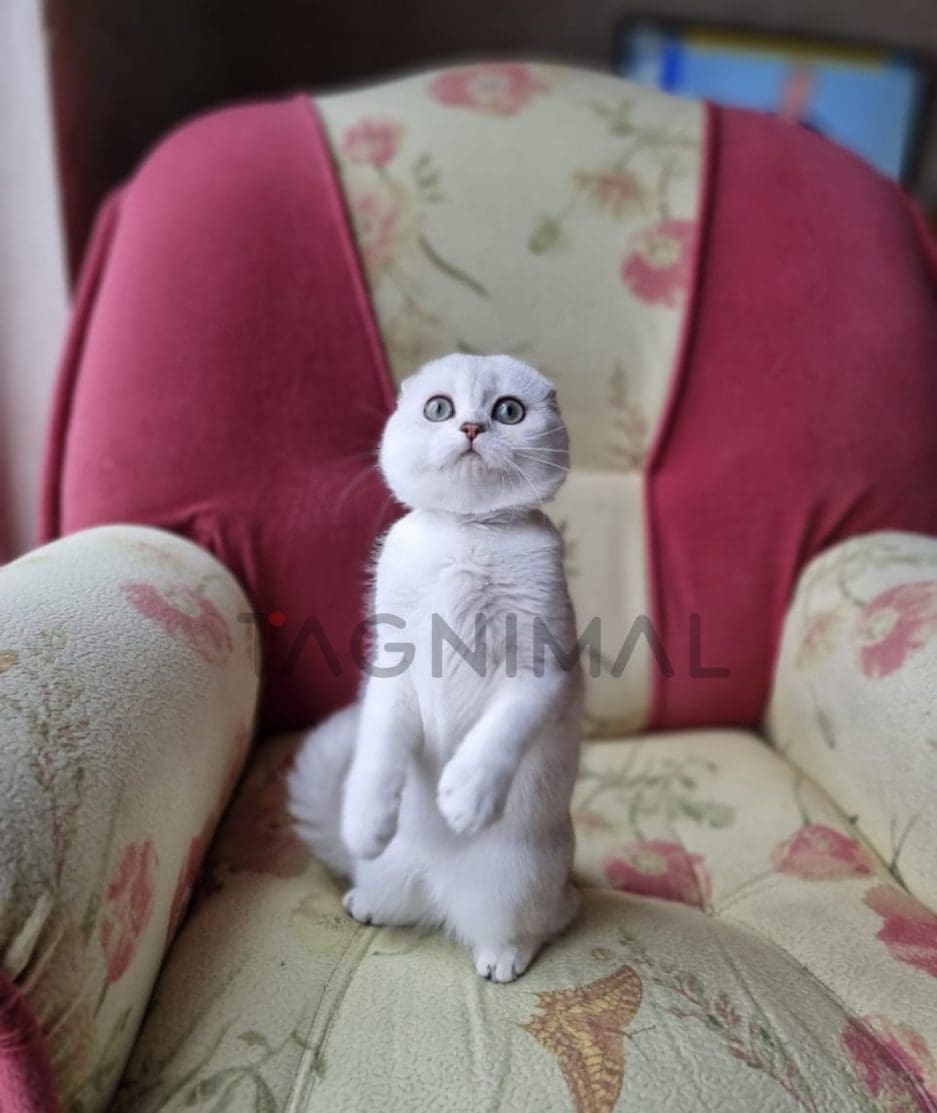 Scottish fold baby kitten for sale, cat for sale at Tagnimal