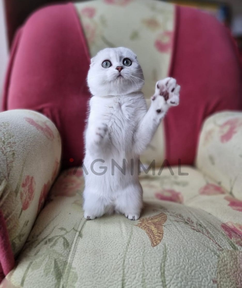 Scottish fold baby kitten for sale, cat for sale at Tagnimal