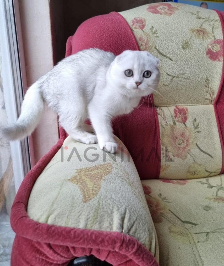 Scottish fold baby kitten for sale, cat for sale at Tagnimal