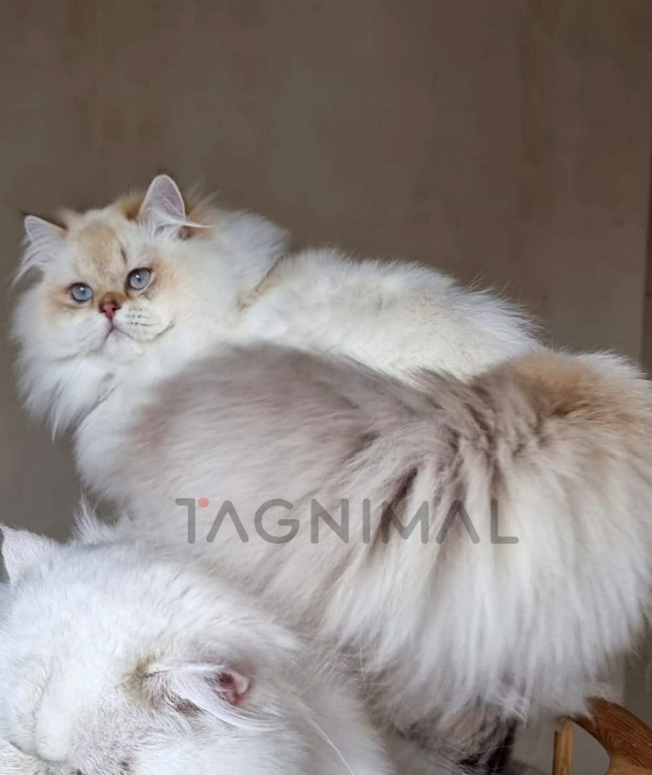 Highland straight kitten for sale, cat for sale at Tagnimal