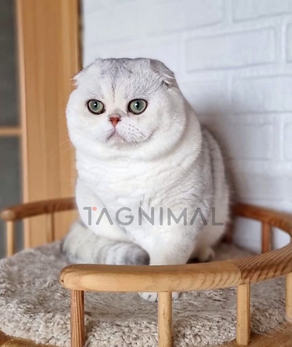 Scottish fold kitten for sale, cat for sale at Tagnimal