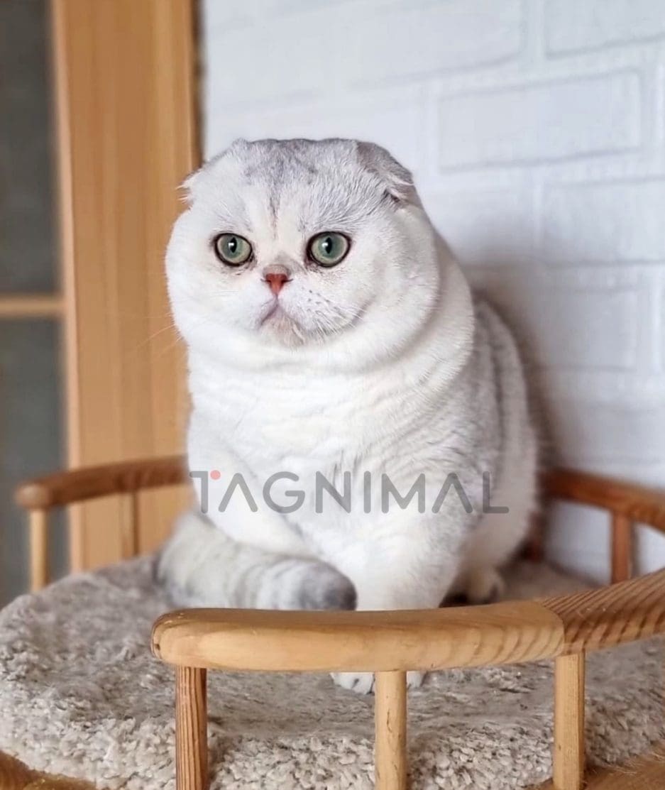 Scottish fold kitten for sale, cat for sale at Tagnimal