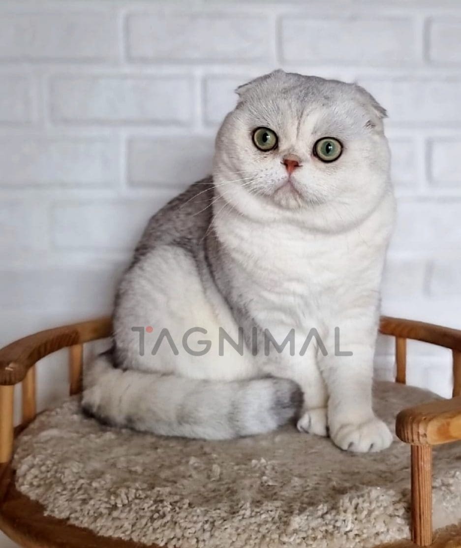 Scottish fold kitten for sale, cat for sale at Tagnimal