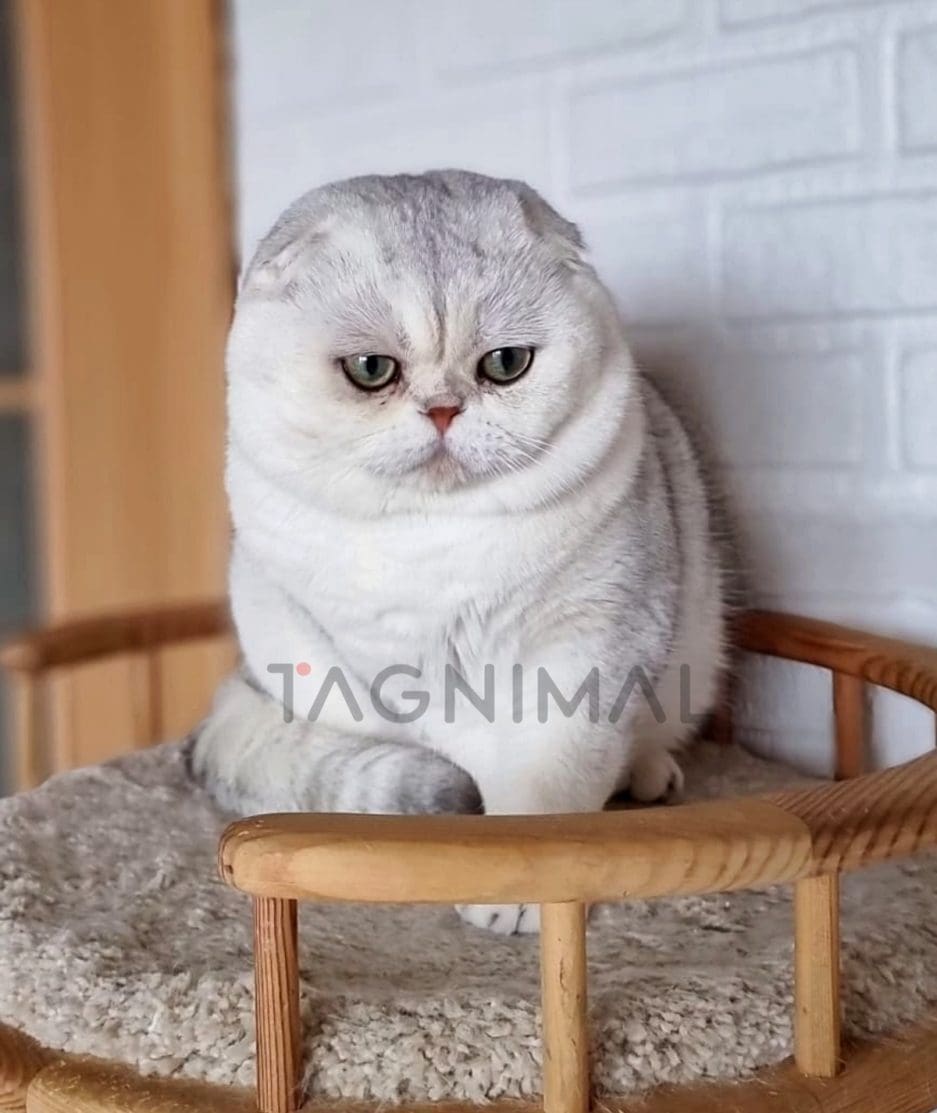 Scottish fold kitten for sale, cat for sale at Tagnimal