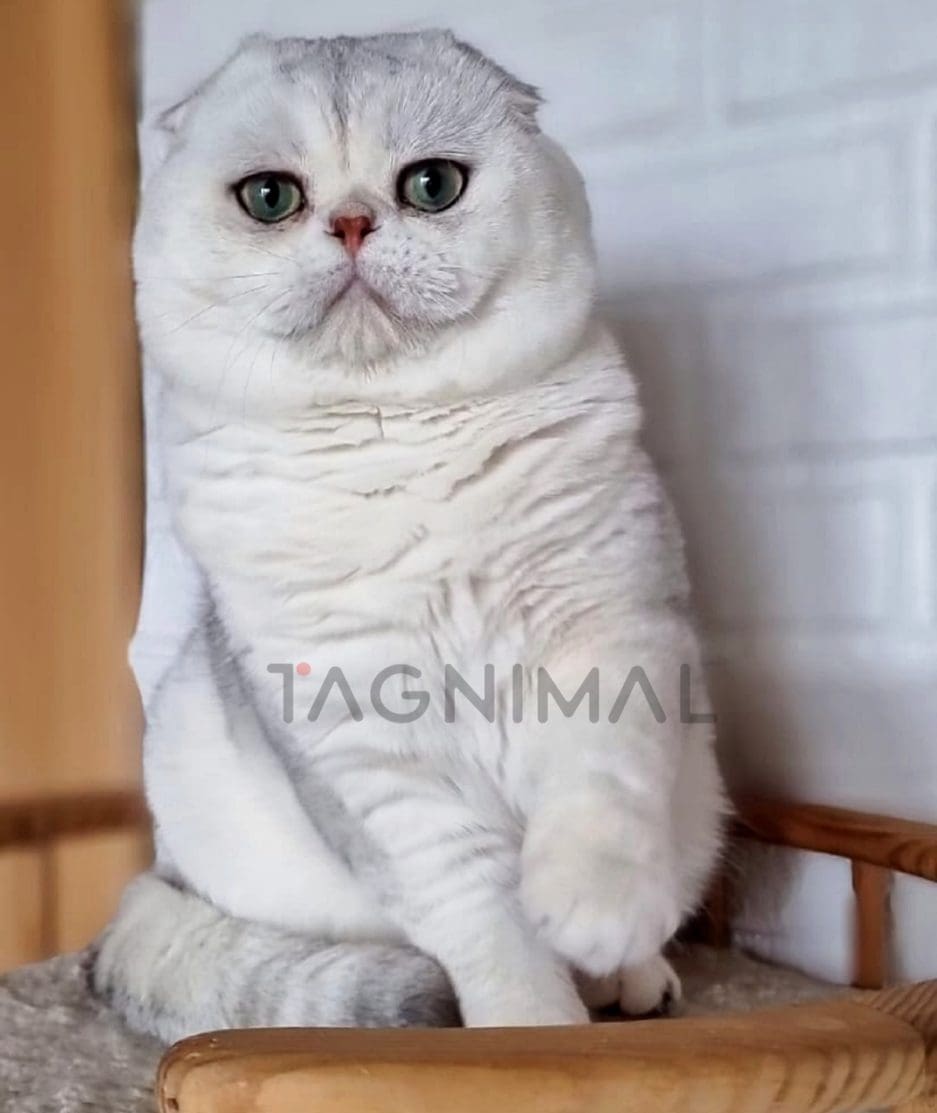 Scottish fold kitten for sale, cat for sale at Tagnimal