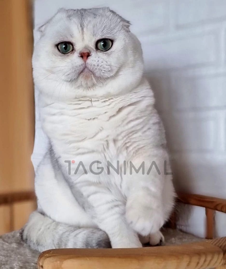 Scottish fold kitten for sale, cat for sale at Tagnimal