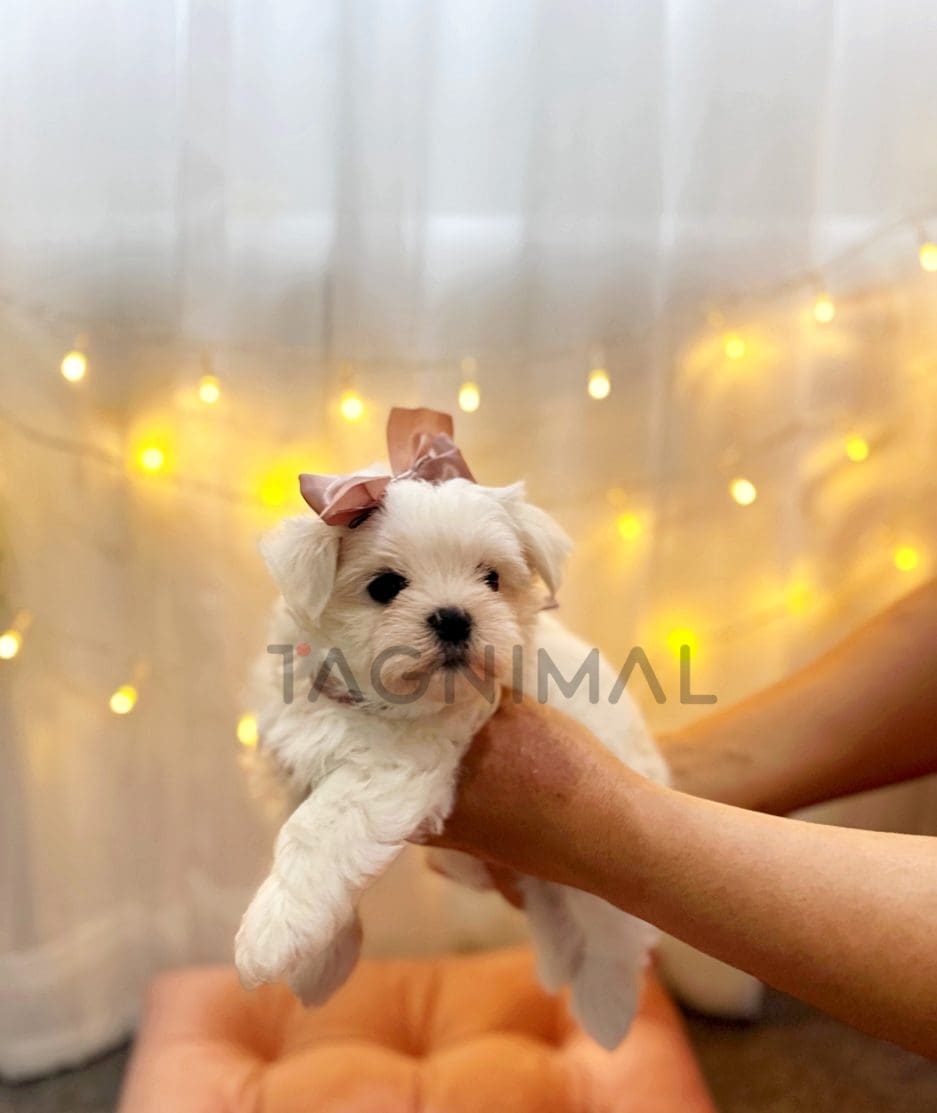 Maltese puppy for sale, dog for sale at Tagnimal