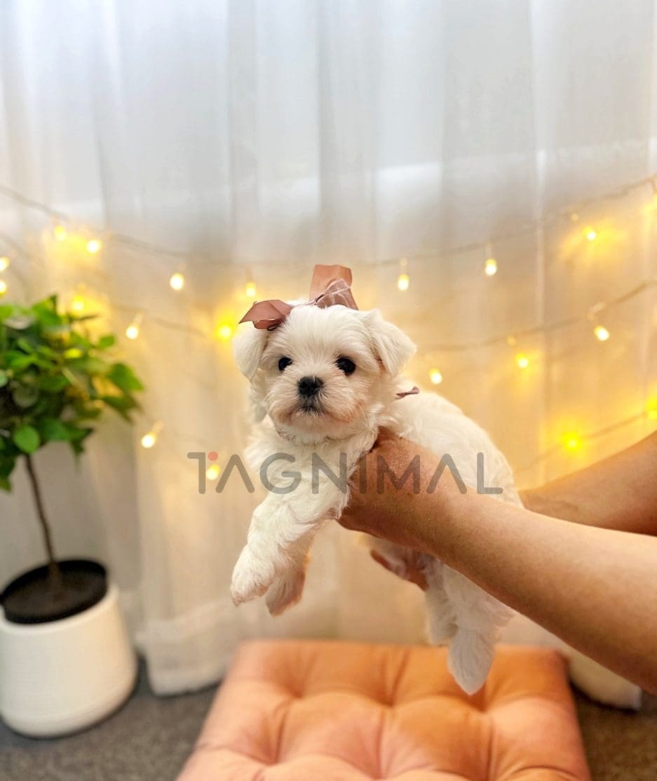 Maltese puppy for sale, dog for sale at Tagnimal