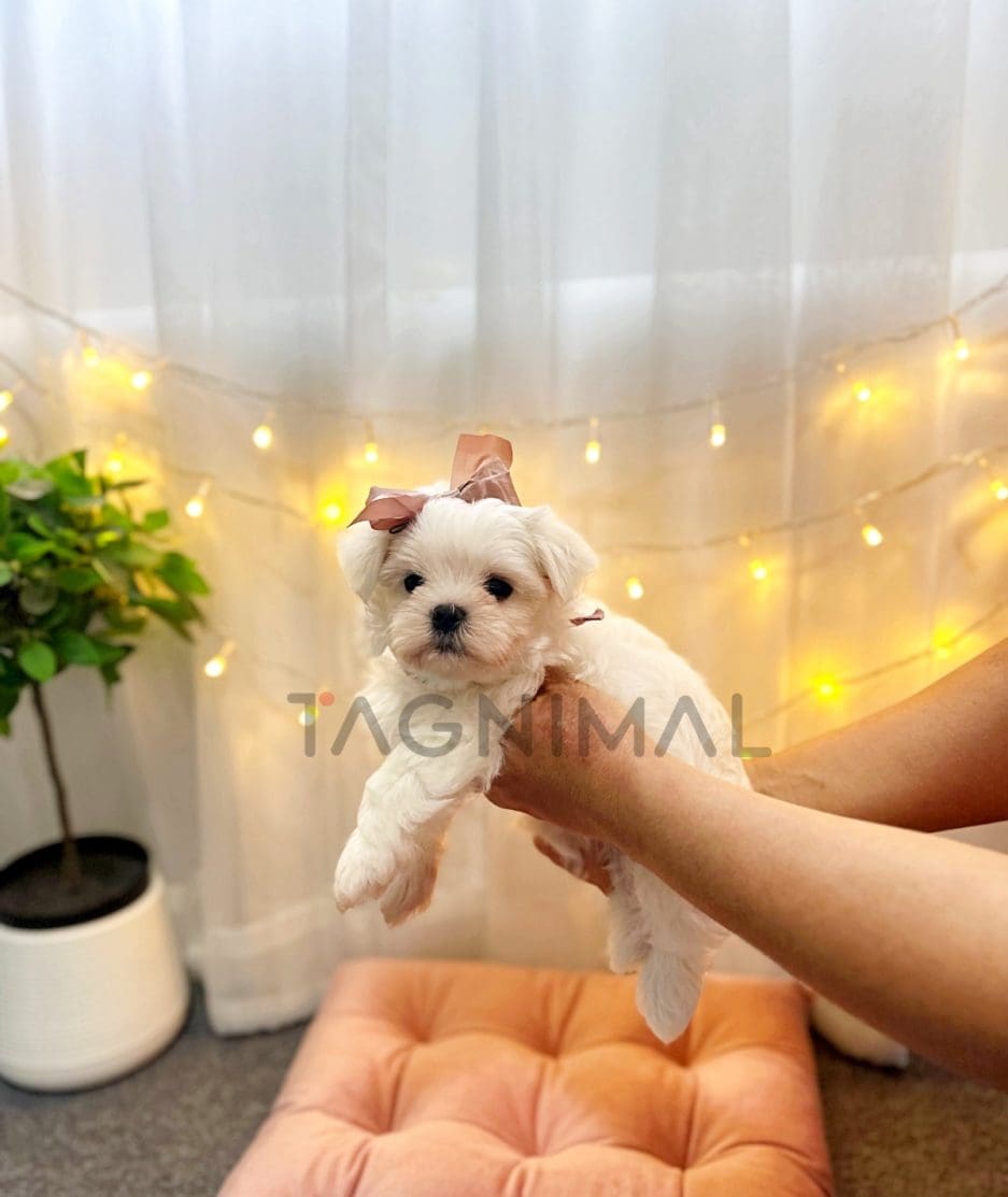 Maltese puppy for sale, dog for sale at Tagnimal