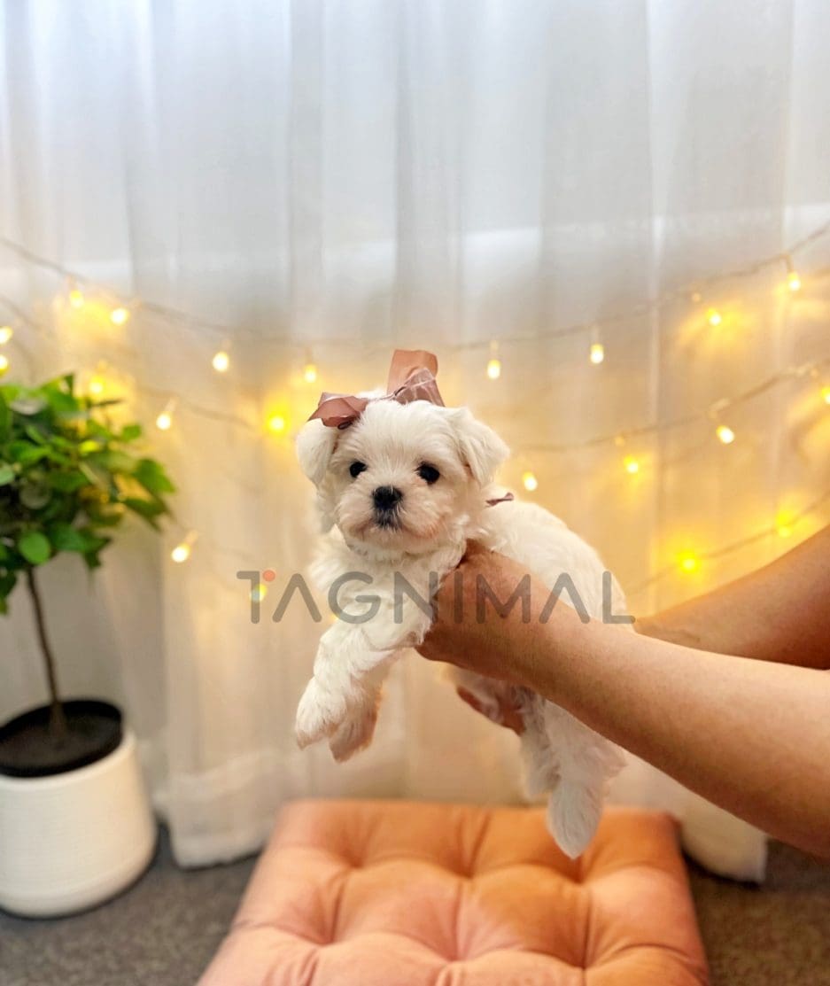 Maltese puppy for sale, dog for sale at Tagnimal