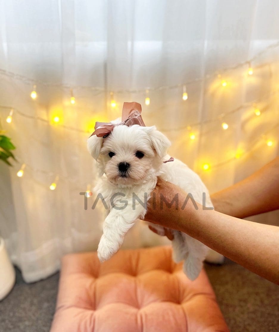 Maltese puppy for sale, dog for sale at Tagnimal