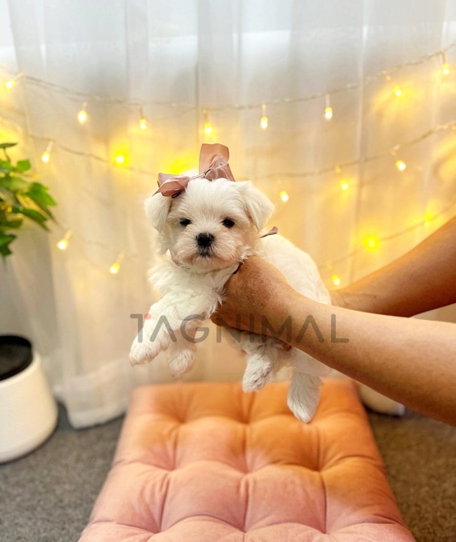 Maltese puppy for sale, dog for sale at Tagnimal