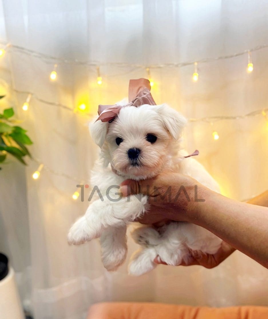 Maltese puppy for sale, dog for sale at Tagnimal