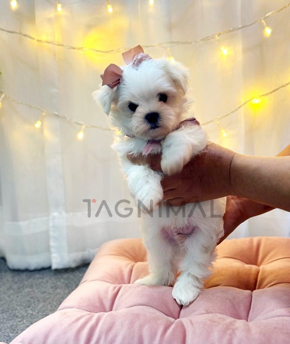 Maltese puppy for sale, dog for sale at Tagnimal