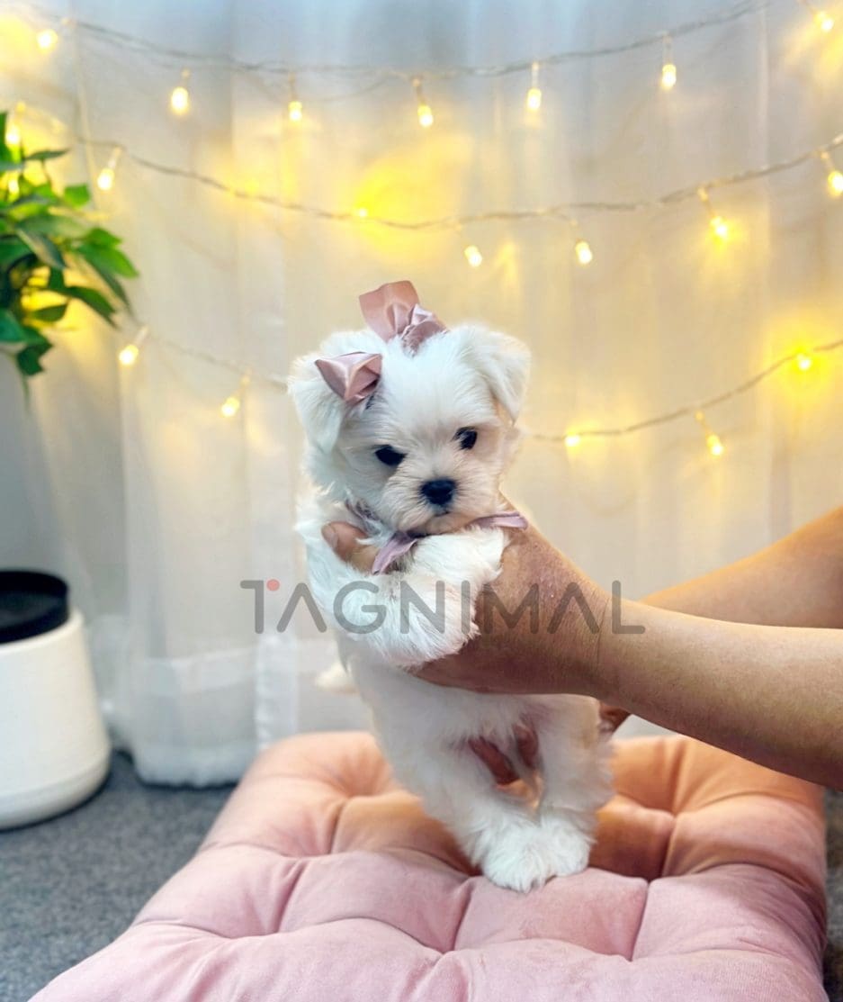 Maltese puppy for sale, dog for sale at Tagnimal