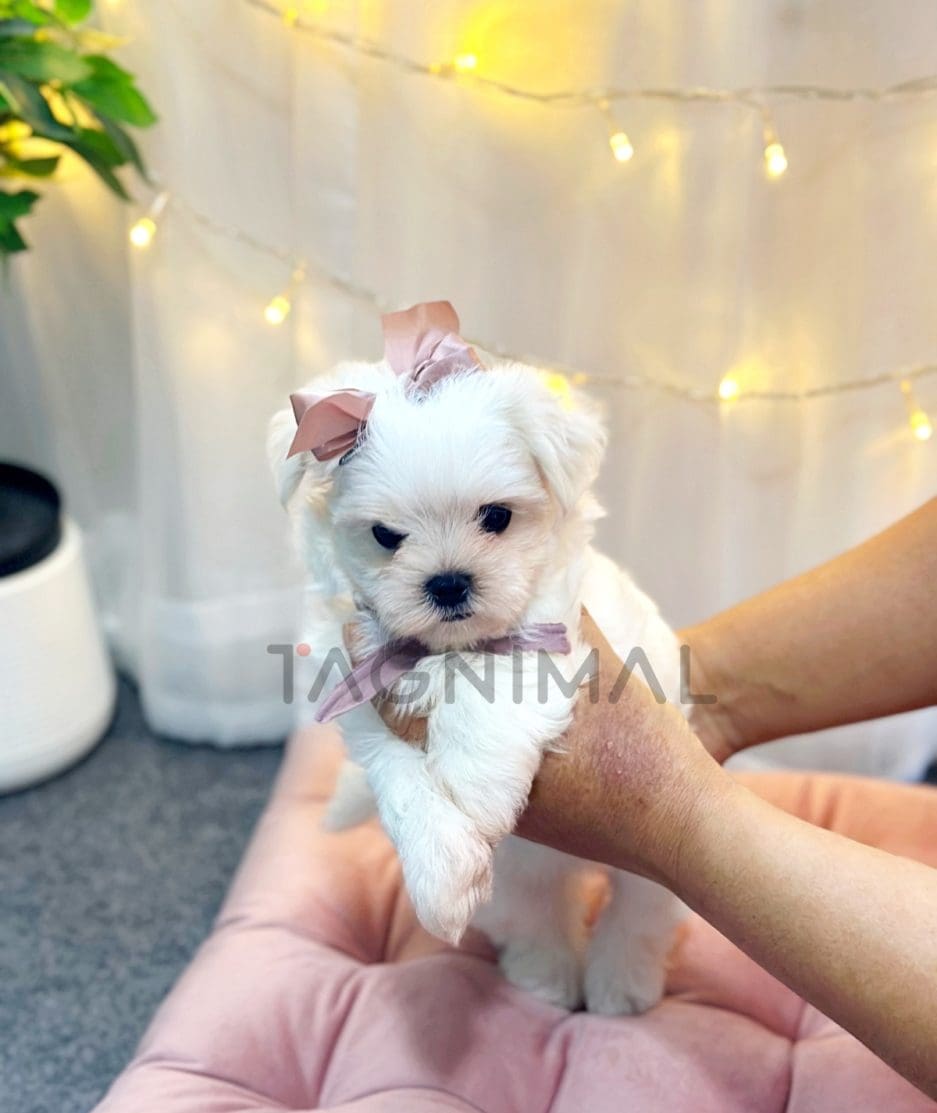 Maltese puppy for sale, dog for sale at Tagnimal