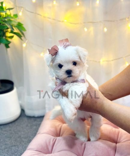 Maltese puppy for sale, dog for sale at Tagnimal