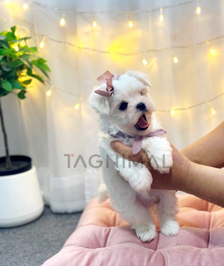 Maltese puppy for sale, dog for sale at Tagnimal