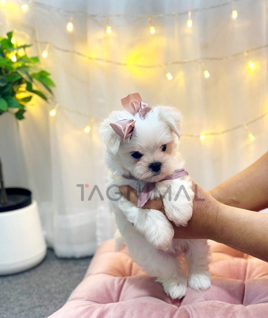 Maltese puppy for sale, dog for sale at Tagnimal