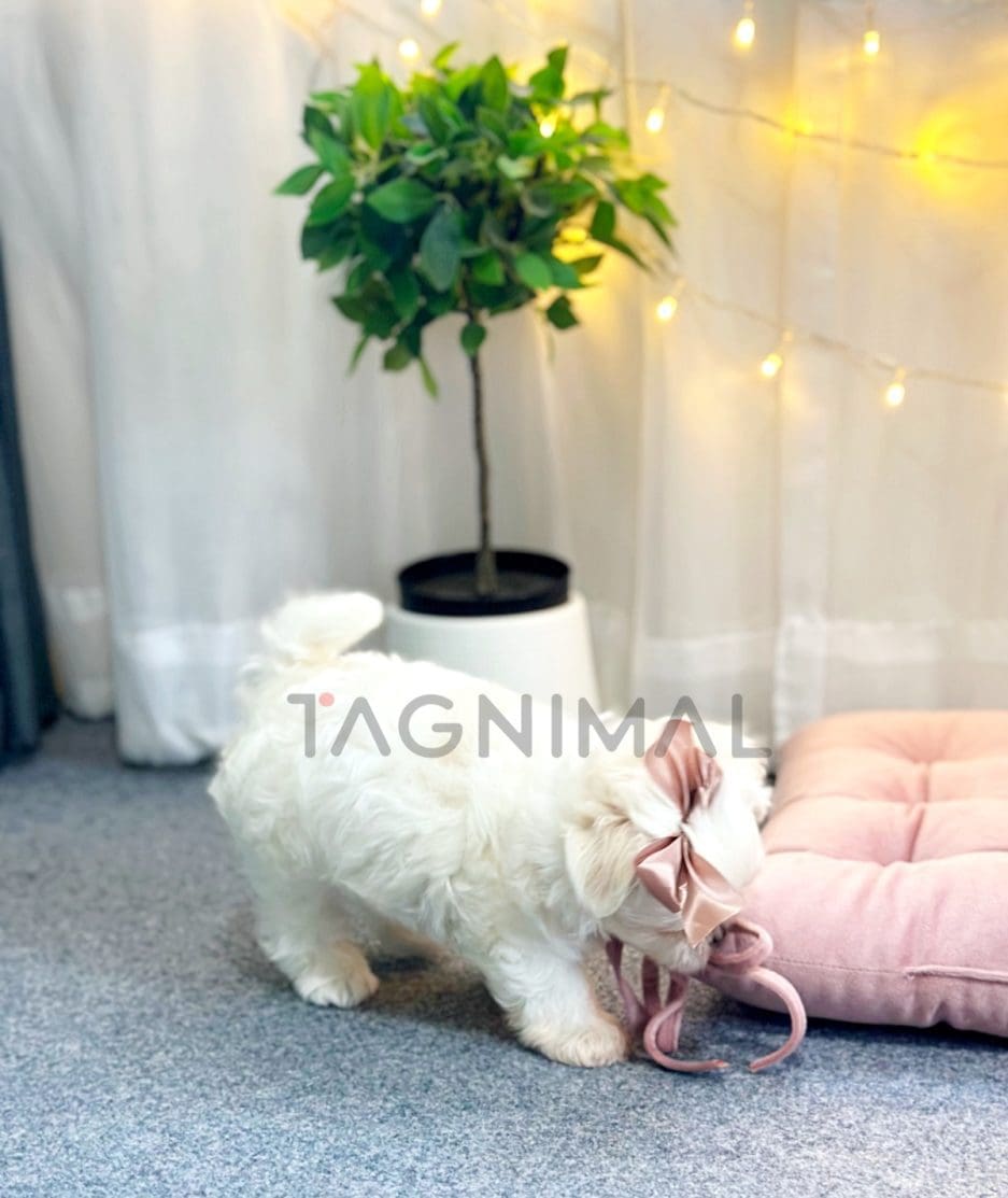 Maltese puppy for sale, dog for sale at Tagnimal