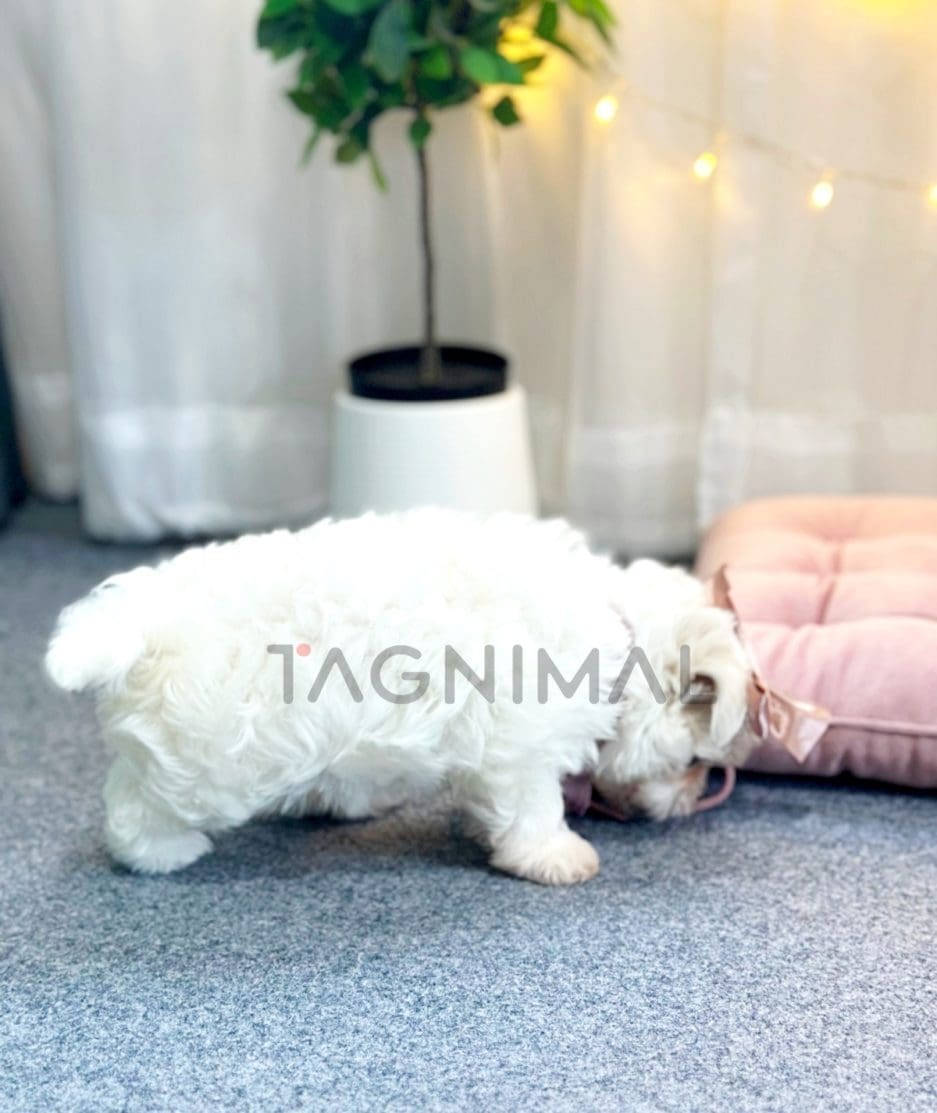 Maltese puppy for sale, dog for sale at Tagnimal