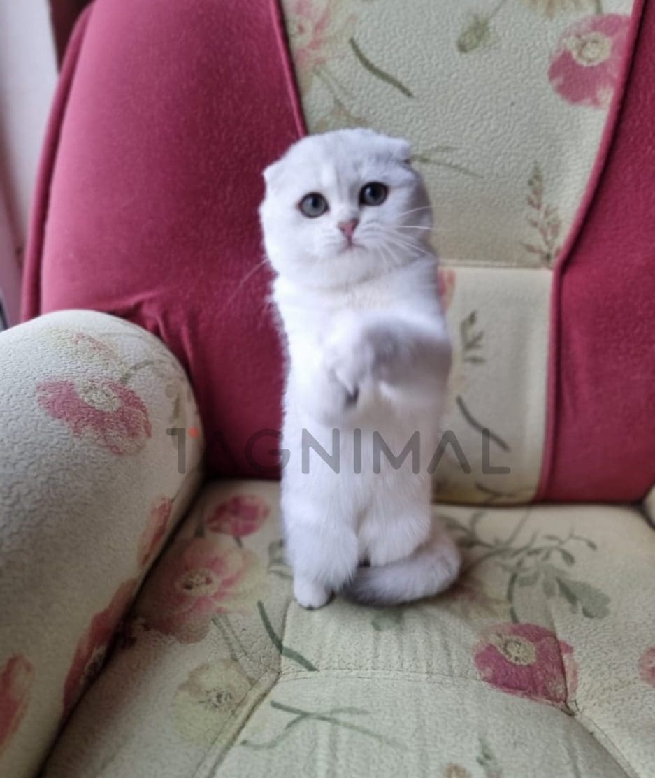 Scottish fold baby kitten for sale, cat for sale at Tagnimal