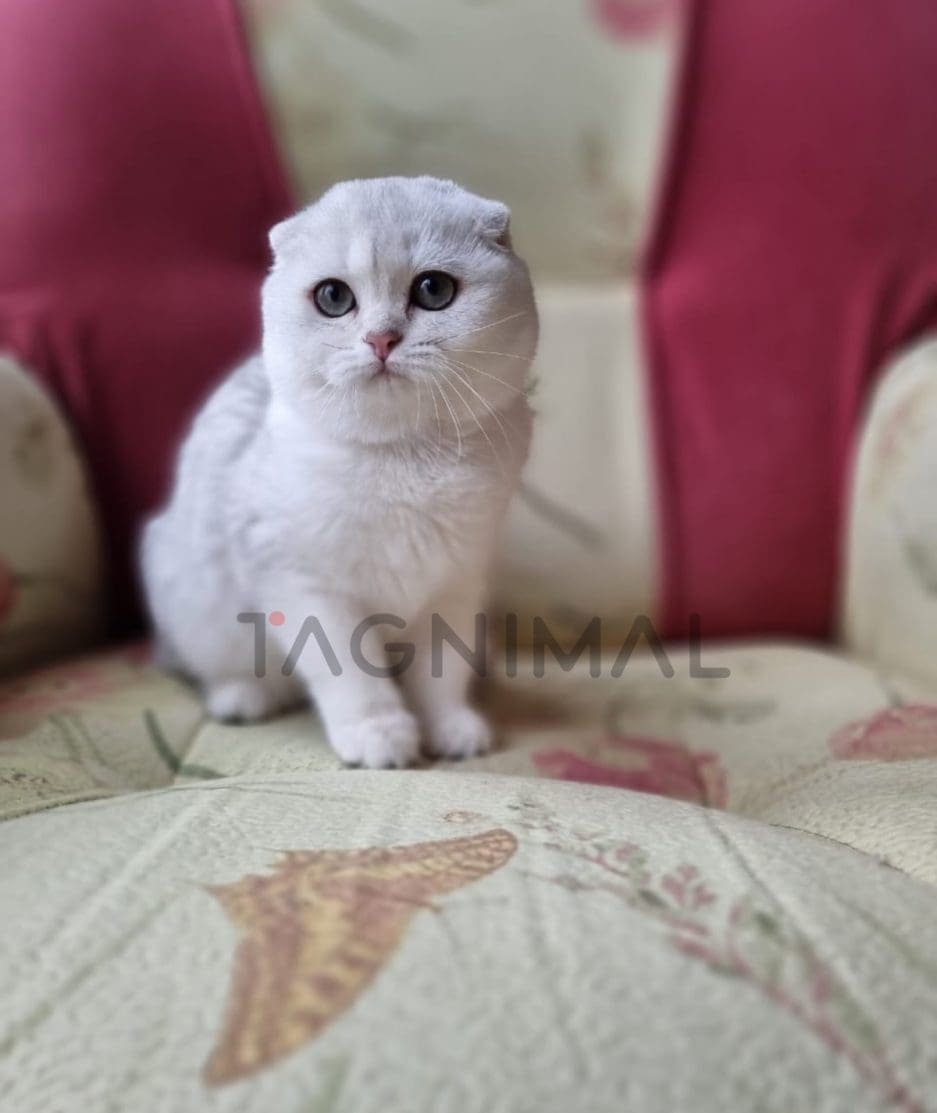 Scottish fold baby kitten for sale, cat for sale at Tagnimal