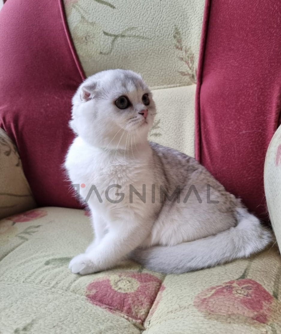 Scottish fold baby kitten for sale, cat for sale at Tagnimal