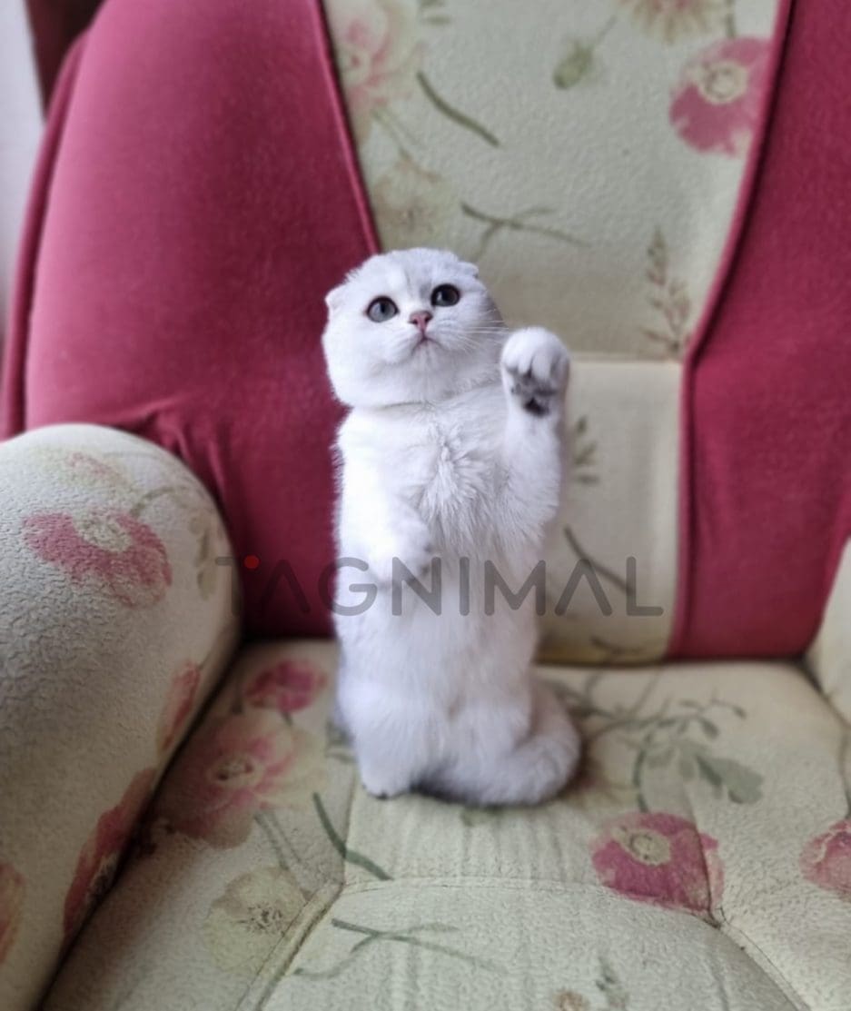 Scottish fold baby kitten for sale, cat for sale at Tagnimal