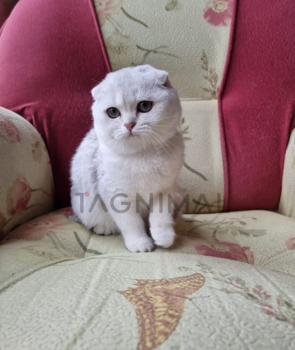 Scottish fold baby kitten for sale, cat for sale at Tagnimal