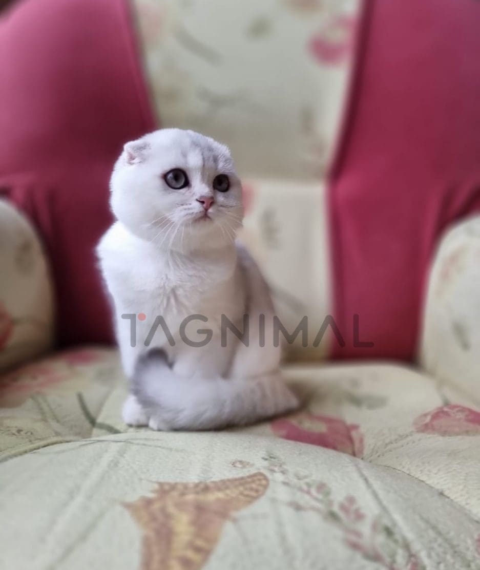 Scottish fold baby kitten for sale, cat for sale at Tagnimal