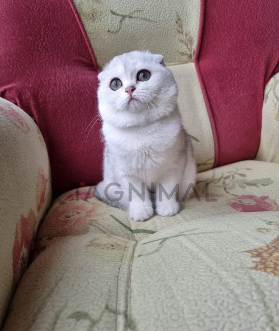 Scottish fold baby kitten for sale, cat for sale at Tagnimal