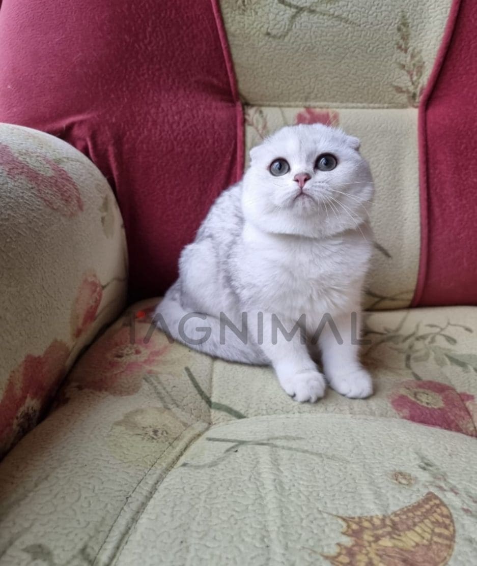 Scottish fold baby kitten for sale, cat for sale at Tagnimal