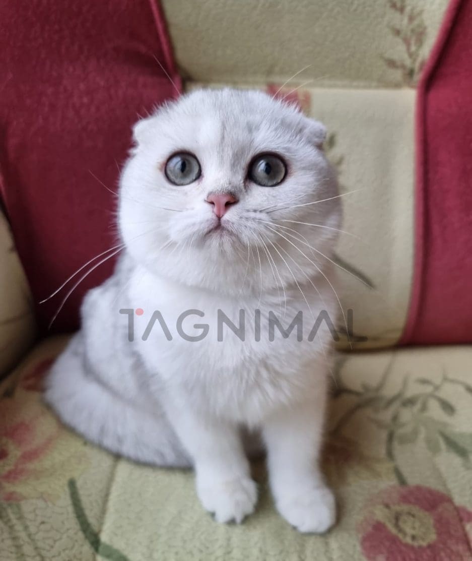 Scottish fold baby kitten for sale, cat for sale at Tagnimal